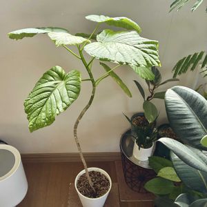 フィカス　ウンベラータ,観葉植物,植え替え,ダイソー産,ジャングル化計画の画像