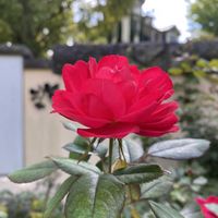 花のある暮らし,お出かけ先の画像