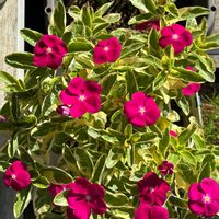 癒し,花のある暮らし,植物のある暮らし,PR,お庭のお花の画像