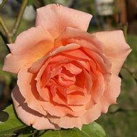 アプリコットキャンディ,ガーデニング,花のある暮らし,ナチュラルスタイル,薔薇のある暮らし♡の画像
