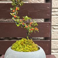 ブルースター,紅紫檀,おうち園芸の画像