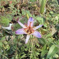サクラ,ホトトギス,ベニハルカ,今日のお花の画像