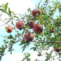 ザクロ,山野草,お出掛け先,花後,ひっそりとの画像