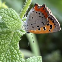 アップルミント, ベニシジミ,花壇,ガーデニング,山野草の画像