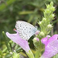 ハナトラノオ,花壇,ガーデニング,山野草,昆虫シリーズの画像