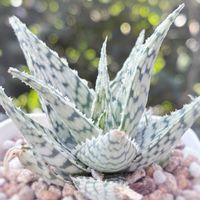 アロエ,アロエブリザード,多肉植物,観葉植物,ガーデニングの画像