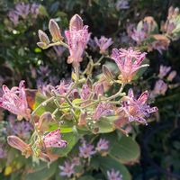 ホトトギス,アベリア,斑入りアベリア,花のある暮らし,今日のお花の画像