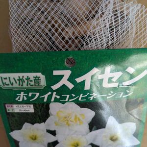 雑草,日記,こぼれ種,自己流,無農薬の画像