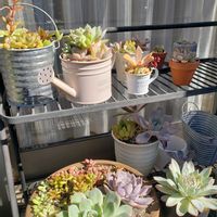ルビーネックレス,白牡丹,虹の玉,桃太郎,だるま秀麗の画像