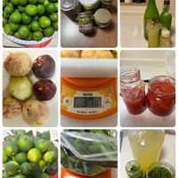 ワイヤープランツ,ローゼル,柚子,柚子,春菊の画像