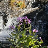 サワギキョウ,ハナトラノオ(カクトラノオ),秋の花々,滝とハナトラノオ,赤城自然園の画像
