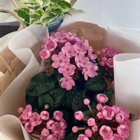 ルクリア,ポトス・エンジョイ,ルクリア (アッサムニオイザクラ),ルクリア スイートルビー,観葉植物の画像