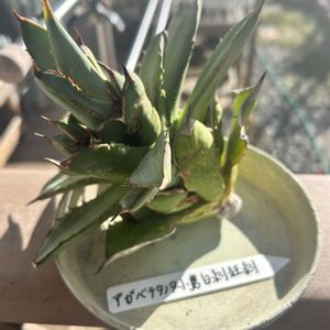 アガベ植え替え,ガーデニング,ウッドデッキ,多肉ジャングル,秋の寄せ植え☘️の画像