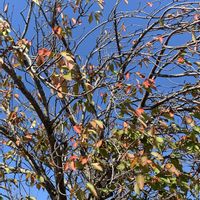 サクラ,紅葉した桜の落ち葉,和む,落ち葉,やさしい気持ちの画像