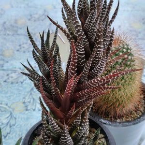 鷹の爪,多肉植物,観葉植物,部屋の画像