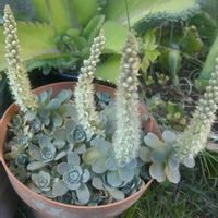 子持ち蓮華の画像