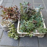 ホトトギス,多肉いろいろ,多肉植物,放置多肉,今日のお花の画像