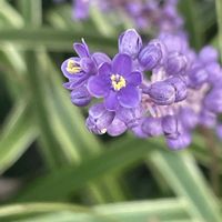 ヤブラン,愛しの紫の画像