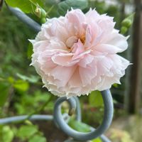 ジニア,ヒューケラ,オレガノ ケントビューティー,黄花コスモス,ザ ウェッジ ウットローズの画像