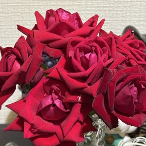 バラ,イングリッド・バーグマン,薔薇　ブルームーン,薔薇　ブルームーン,バラ　ガブリエルの画像