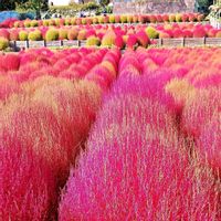 コキア,ミカン,蕾が好き,松田町,蕊好きの画像