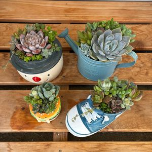 多肉植物の寄せ植え,多肉植物,多肉中毒,ベランダ多肉,yu-yu-.寄せ植えの画像