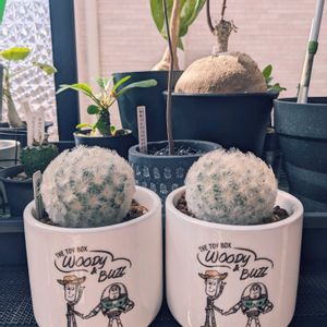 サボテン,白星,多肉植物,観葉植物,成長記録の画像