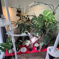 綺麗,癒し…♡,植物さん集合✩.*˚,部屋の画像