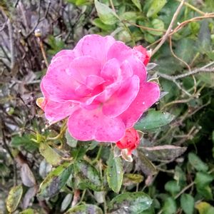 ミニバラ,花のある暮らし,植物のある暮らしの画像