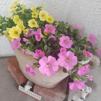 カリブラコア,コレオプシス,斑入りアジュガ,アルテラナンテラ,寄せ植えの画像