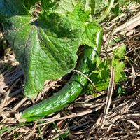 地這い　きゅうり,自家製野菜,栽培記録,農業女子,おうち園芸の画像