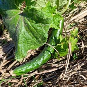 地這い　きゅうり,自家製野菜,栽培記録,農業女子,おうち園芸の画像