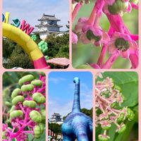 オクラ,キキョウ,センニチコウ,千日紅,タマスダレの画像