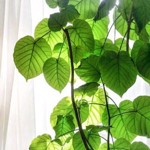 ウンベラータ,観葉植物,可愛い,成長記録,癒しの画像