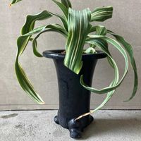 オモト,オモト,万年青,万年青,万年青(おもと)の画像