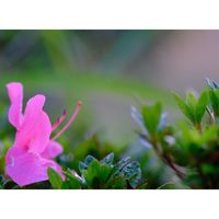 サツキ,広い庭の画像