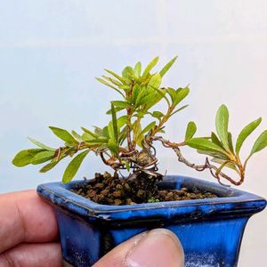 ミヤマキリシマ,盆栽,ミニ盆栽,盆栽苗木,まめ盆栽の画像