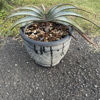 アロエ,アロエスプラフォリアータ,花芽,全力で♪(´ε｀ ),初花芽の画像