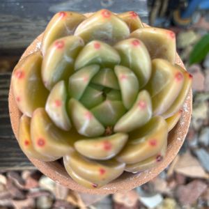 多肉植物,エケベリア属,成長,記録,置き場所問題の画像