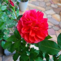 バラ,アマレット,バラ 鉢植え,秋バラ,ばら バラ 薔薇の画像