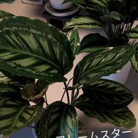 カラテア,観葉植物,フレームスターの画像