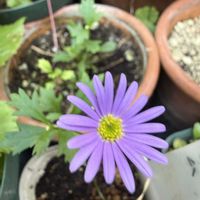 ブラキカム,ガーデニング,秋の庭,宿根草♪の画像
