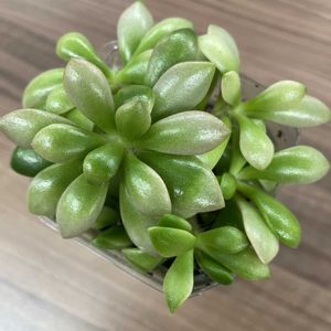 桜吹雪,こぼれ多肉,多肉植物,プクプク,多肉植物の紅葉の画像