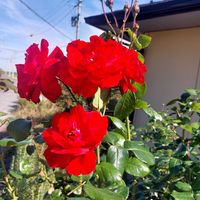 バラ,バラ,ウルメールムンスター,つるバラ,今日の一枚の画像