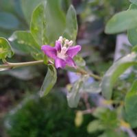 クコ,小さな花,花のある暮らし,SDGs,心に笑顔の花をの画像