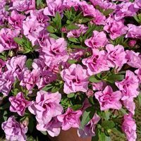 ボンザマーガレット,八重咲きカリブラコア,花のある暮らし,植物のある暮らし,サントリー フラワーズの画像