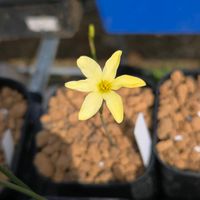 スイセン,原種系 スイセン,球根,球根植物,花のある暮らしの画像