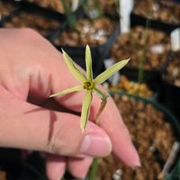 スイセン,原種系 スイセン,球根,球根植物,花のある暮らしの画像