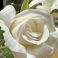 ニオイバンマツリ,ニオイバンマツリ,バラ,ビオラ,薔薇 オスカル・フランソワの画像