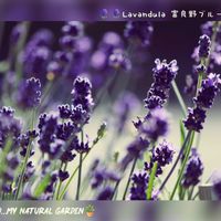 イングリッシュラベンダー,秋模様の庭,ふらのブルー,LoveHokkaido♡,寒くなると復活するの画像